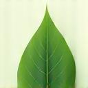 Icona foglia eco-sostenibile